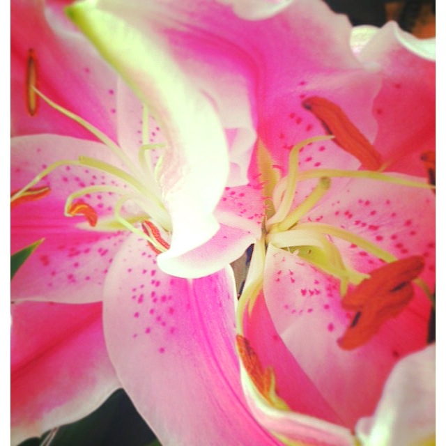 Forbidden Rice Blog | Pink Lilies