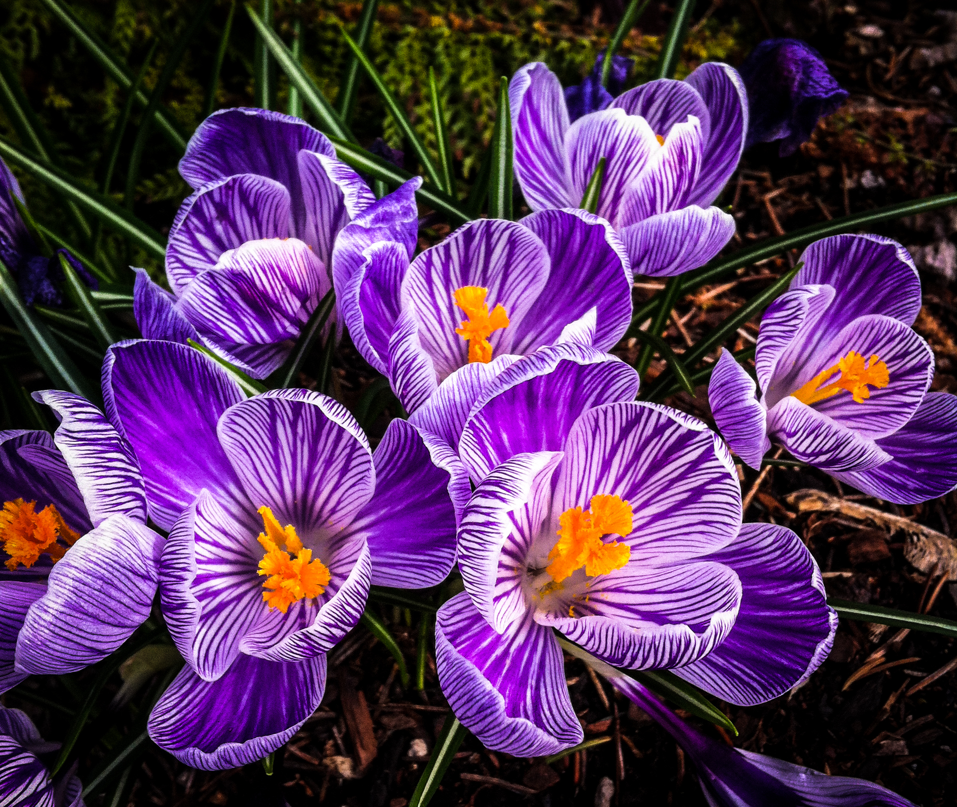 Crocus